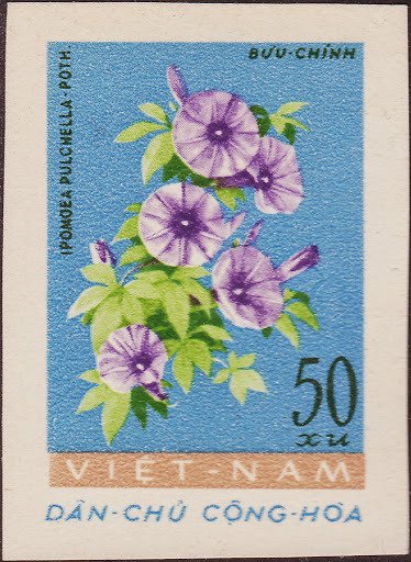 Morning - Glory (pomoea Pulchella)