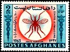 Anopheles Mosquito (Anopheles sp.)