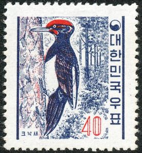 Tristram’s Woodpecker (Dryocopus javensis richardsi)