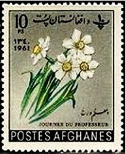 Narcissus