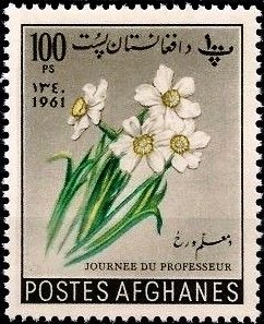 Narcissus
