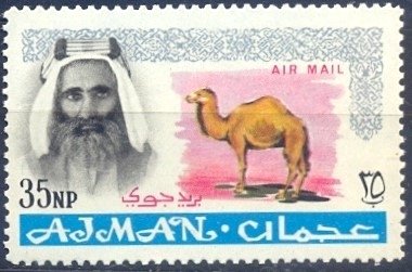 Sheik Rashid and Dromedary (Camelus dromedarius)