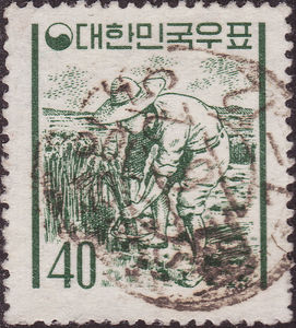 Rice farmer