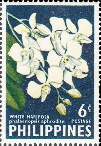 White mariposa