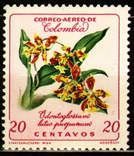 Odontoglossum luteopurpureum