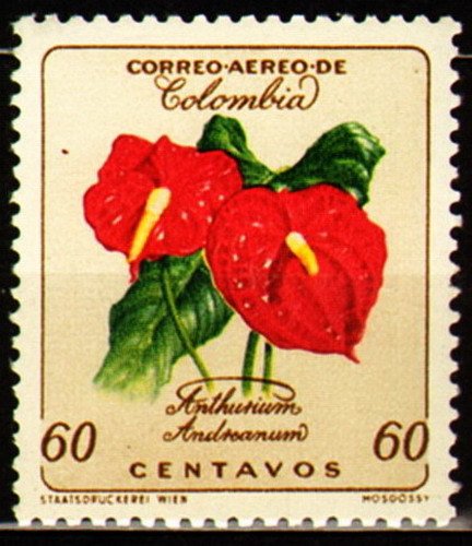 Anthurium andreanum