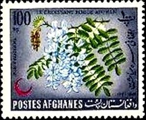 Robinia