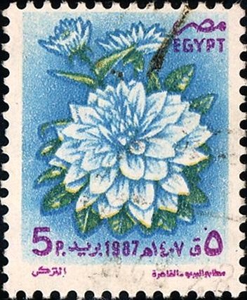 Dahlia