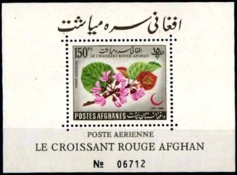 Cercis siliquastrum