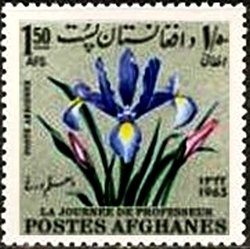 Iris