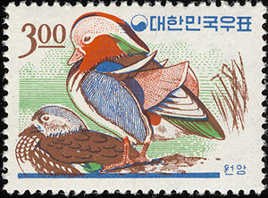 Mandarin Duck (Aix galericulata)