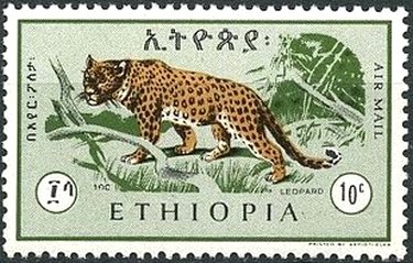 Leopard (Panthera pardus)