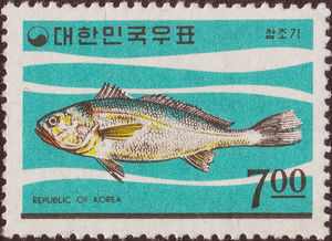 Yellow Corvina (Pseudosciaena manchurica)