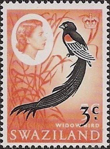 Long-tailed Widowbird (Euplectes progne)