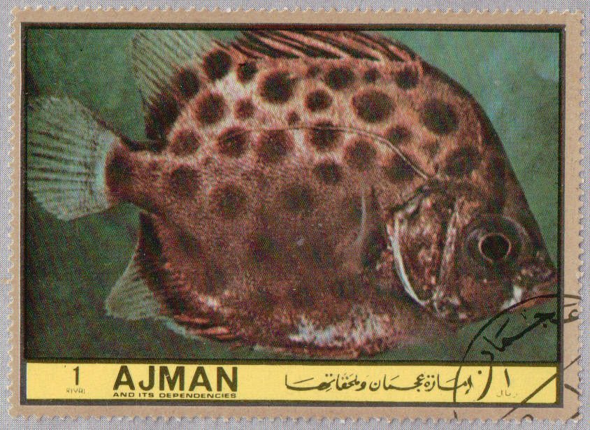 Scatophagus argus