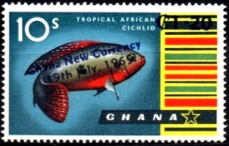 Jewel Cichlid (Hemichromis bimaculatus) - surcharged