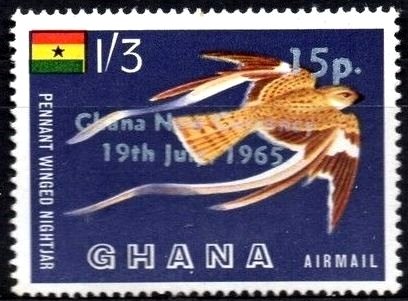 Standard-winged Nightjar (Macrodipteryx longipennis) 