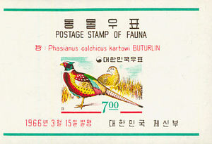 Common Pheasant (Phasianus colchicus)