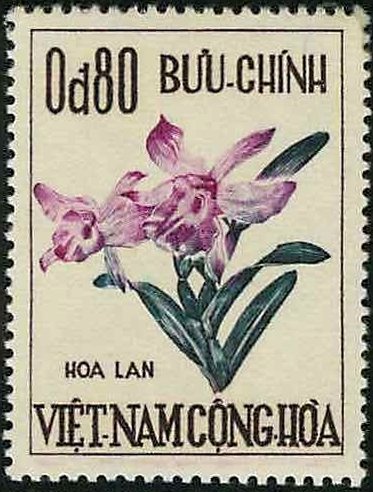 Dendrobium sp.