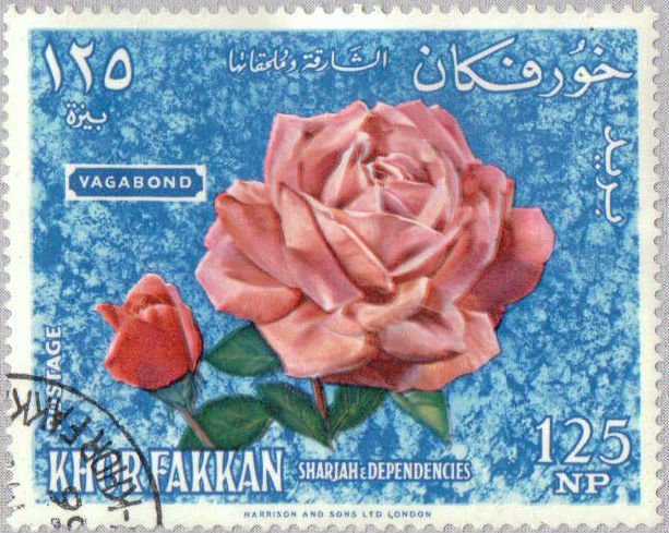 Salmon floribunda rose "Vagabond"; belgian breeding