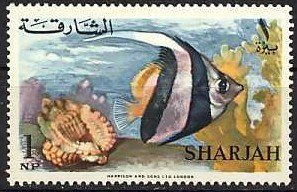 Longfin Bannerfish (Heniochus acuminatus)