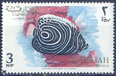 Emperor Angelfish (Pomacanthus imperator) - Juvenile