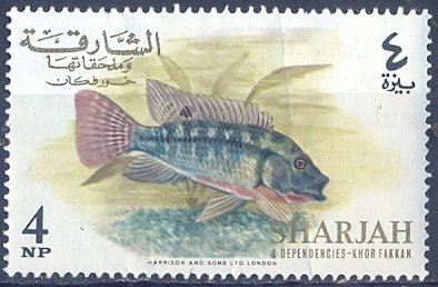 Redbelly Tilapia (Tilapia melanopleura)