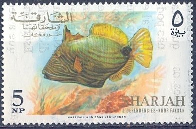 Orange-lined Triggerfish (Balistapus undulatus)