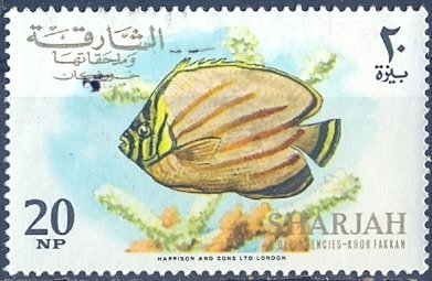 Ornate Butterflyfish (Chaetodon ornatissimus)
