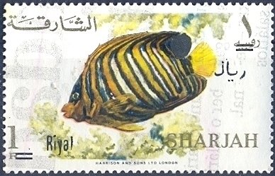 Royal Angelfish (Pygoplites diacanthus)