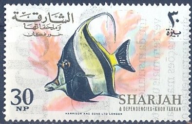 Moorish Idol (Zanclus cornutus)