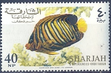 Royal Angelfish (Pygoplites diacanthus)