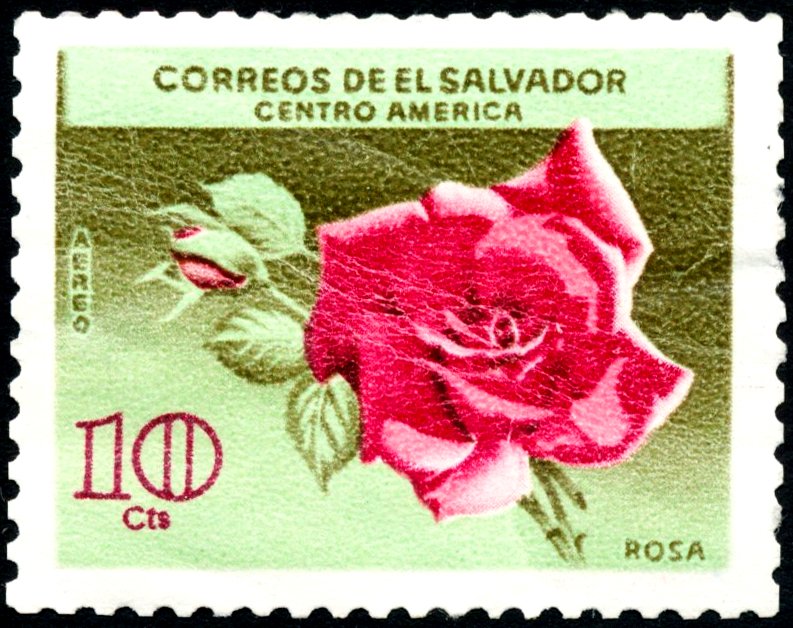 Rose