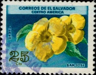 Allamanda cathartica