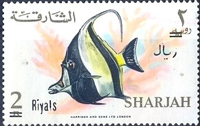 Moorish Idol (Zanclus cornutus)