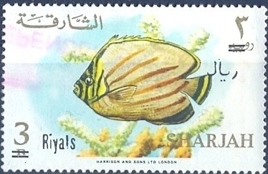 Ornate Butterflyfish (Chaetodon ornatissimus)