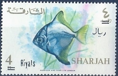 Silver Moony (Monodactylus argenteus)