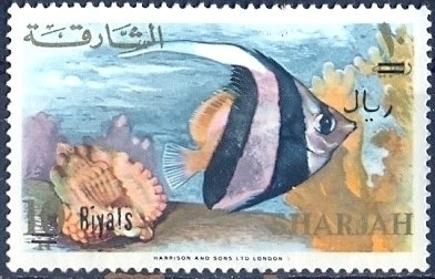 Pennant Coralfish (Heniochus acuminatus)