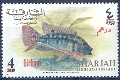 Redbelly Tilapia (Tilapia melanopleura)