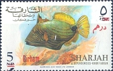 Orange-lined Triggerfish (Balistapus undulatus)