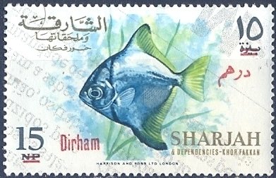 Silver Moony (Monodactylus argenteus)
