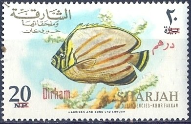 Ornate Butterflyfish (Chaetodon ornatissimus)