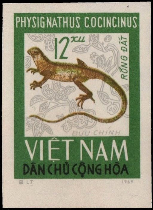 Tokeh (Gekko gecko)