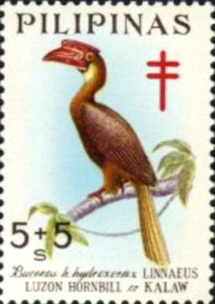 Rufous hornbill (Buceros hydrocorax)