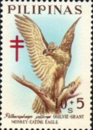 Philippine Eagle (Pithecophaga jefferyi)