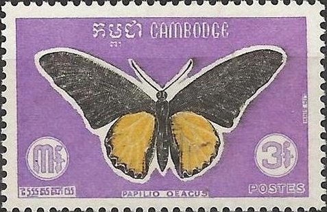 Golden Birdwing (Troides aeacus)
