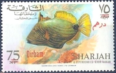 Orange-lined Triggerfish (Balistapus undulatus)