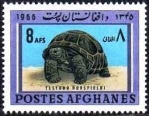 Horsfield's Tortoise (Testudo horsfieldii)