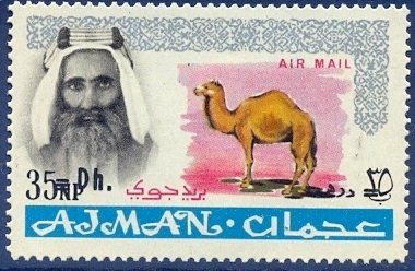 Sheik Rashid and Dromedary (Camelus dromedarius)