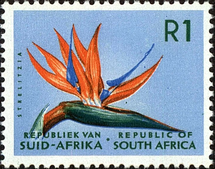 Strelitzia